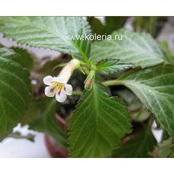  luteolum.  2