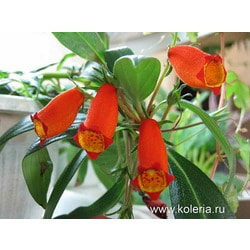  sylvatica.  2