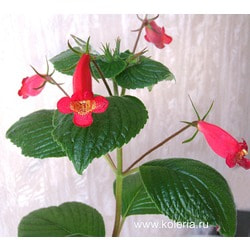  nematanthodes 'Evita'.  2