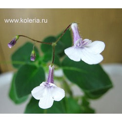  pallidiflorus (. ).  2