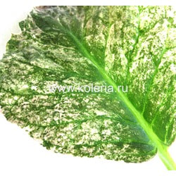  speciosa Aurora Borealis.  2