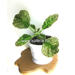  speciosa Aurora Borealis.  2