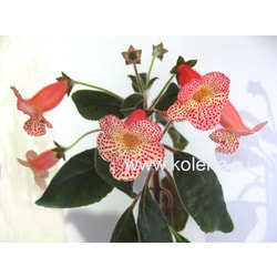  SRG's Citronella.  2