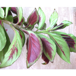  crassifolius (Schott) Wiehler 'Carangola'.  2