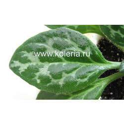  yrtocarpa.  2