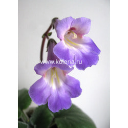 ��������� Atsuko. ��� 2