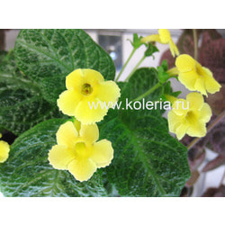 ������� My Precious. ��� 2