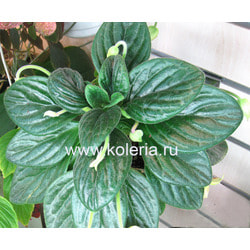 ��������� Kitaguni. ��� 2