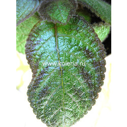 ������� Katherine. ��� 2