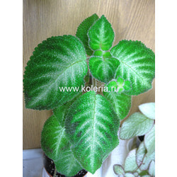 Harmony's Slinky Pink. ��� 2