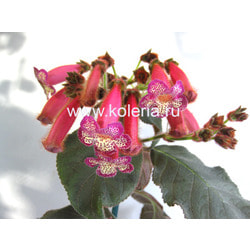 ������� Ni's Pippi Langstrump. ��� 2