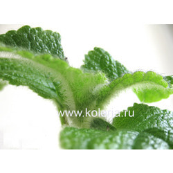 ��������� EW's Spring Melody. ��� 2