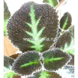 ������� Blue Nile. ��� 2