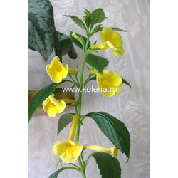 ���������� RF's Tweety Long Tube. ��� 2