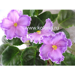 �������� (������) Leading lady. ��� 2