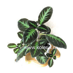 ������� Blue Nile. ��� 2