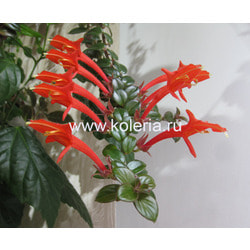 �������� Kewensis (��������). ��� 2