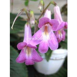 ��������� Candy. ��� 2