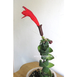 ���������� Scoubidou sunrise. ��� 2