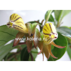 ���������� striatus. ��� 2