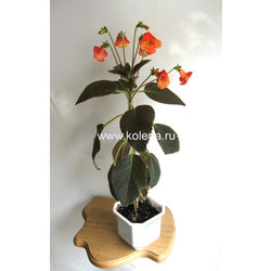 ������� MM's Carmen. ��� 2