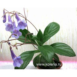  latifolia x sp.linearifolia.  2