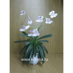  linearifolia.  2