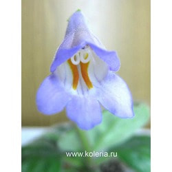  Huba.  2