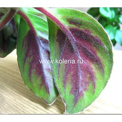  crassifolius (Schott) Wiehler 'Carangola'.  2