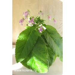  verticillata (ehrenbergii).  2