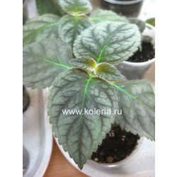  amabilis.  2