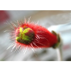  Brimstone.  2