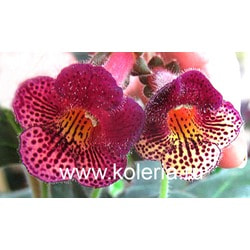 ������� MM's Zora. ��� 2