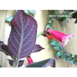  Yf&#180;s Soli.  2