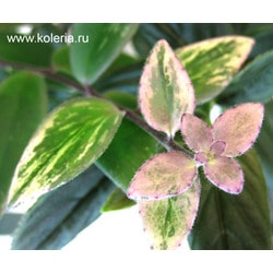  lobbianus variegated.  2