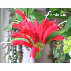  micranthus.  2