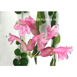  Thai Pink.  2