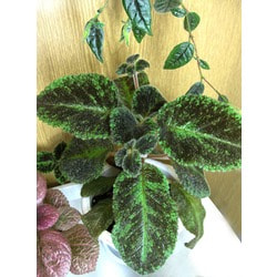  Emerald Velvet ( ).  2