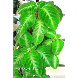  lilacine Viridis.  2
