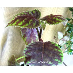  HCY`s Winter Glory.  2