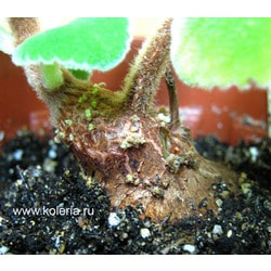  bulbosa.  2