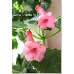  HCY`s Mignon.  2
