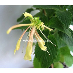  Krezdorn Yellow.  2