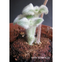  leucotricha.  2