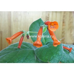  lineata.  2