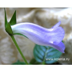  speciosa Lavender Queen.  2