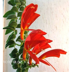  gloriosa.  2