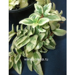  hirta Variegata.  2