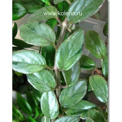 �������� Kewensis var. ��� 2