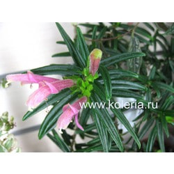  linearis.  2